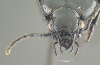 Media type: image;   Entomology 33039 Aspect: head frontal view